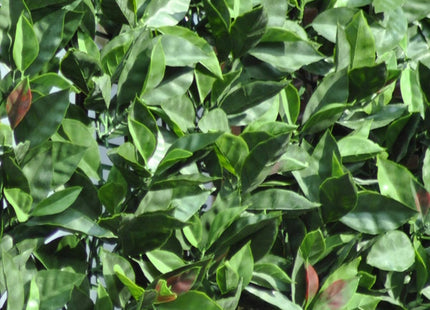 TENAX SIEPE ARTIFICIALE ORNAMENTALE DIVY 3D PLUS PHOTINIA MT1X3