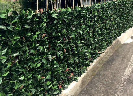 TENAX SIEPE ARTIFICIALE ORNAMENTALE DIVY 3D PLUS PHOTINIA MT1X3