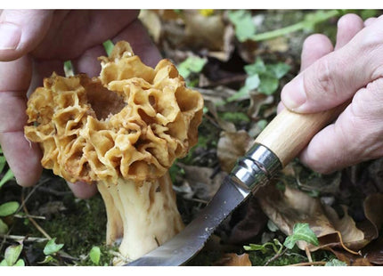 OPINEL COLTELLO PER FUNGHI CON MANICO IN FAGGIO LAMA INOX DA CM 8