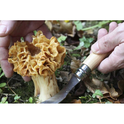 OPINEL COLTELLO PER FUNGHI CON MANICO IN FAGGIO LAMA INOX DA CM 8