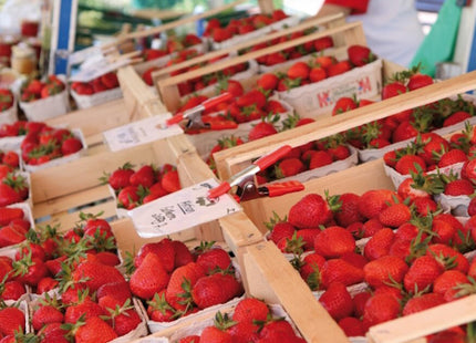 BESSEY MORSETTO A MOLLA IN METALLO ART. XMEU