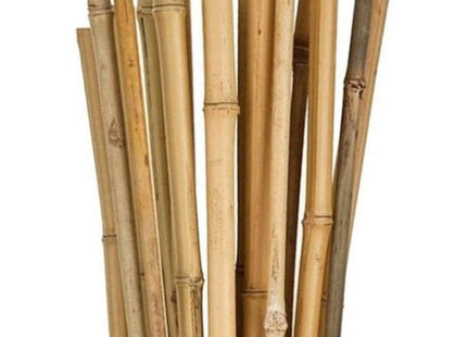 CANNA BAMBOO ALTEZZA CM240 D.MM24-26*