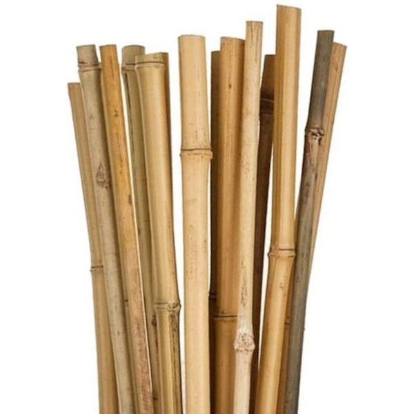 VERDELOOK CANNA DI BAMBOO