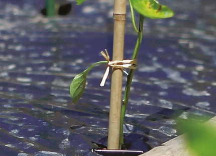 TENAX RAFIA NATURALE IN CONF.DA GR80