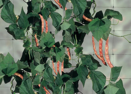 TENAX RETE FLORA PER RAMPICANTI E TUTORI COLORE VERDE