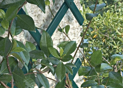 TENAX TRALICCIO ESTENSIBILE PER RAMPICANTI TREPLAS COLORE VERDE
